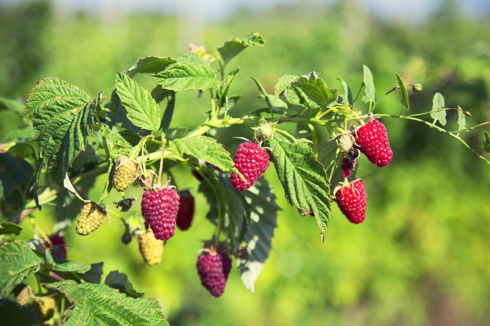Taiwanese Raspberry Hostinger Horizons